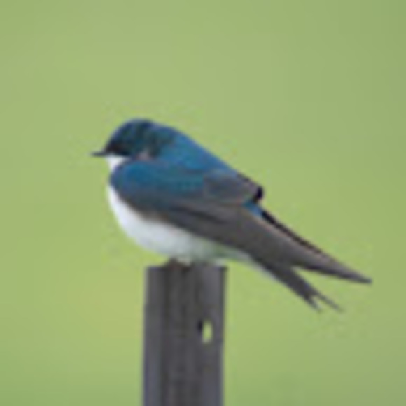 Meet your Posher, Triphammer - Picture 1 of 1